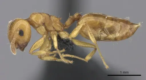 Crematogaster maina specimen CASENT0455261 image casent0455261_3