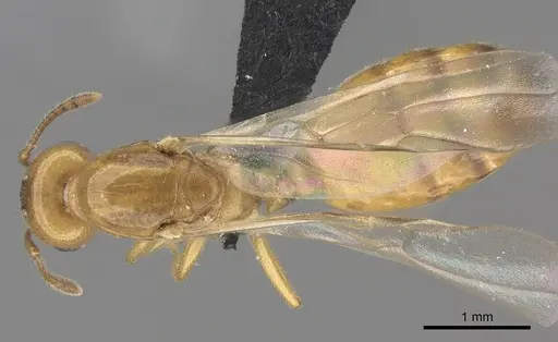 Crematogaster maina specimen CASENT0485040 image casent0485040_1