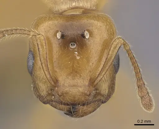 Crematogaster maina specimen CASENT0485040 image casent0485040_2