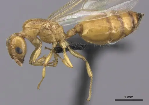 Crematogaster maina specimen CASENT0485040 image casent0485040_3