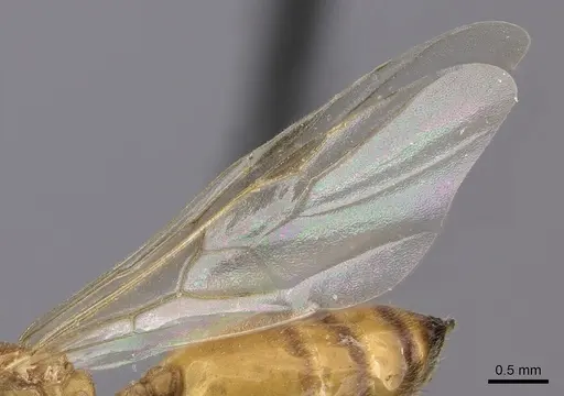 Crematogaster maina specimen CASENT0485040 image casent0485040_4