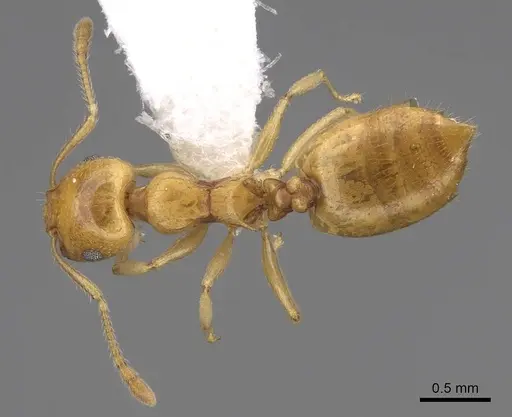 Crematogaster maina specimen CASENT0922635 image casent0922635_1