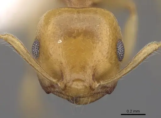 Crematogaster maina specimen CASENT0922635 image casent0922635_2