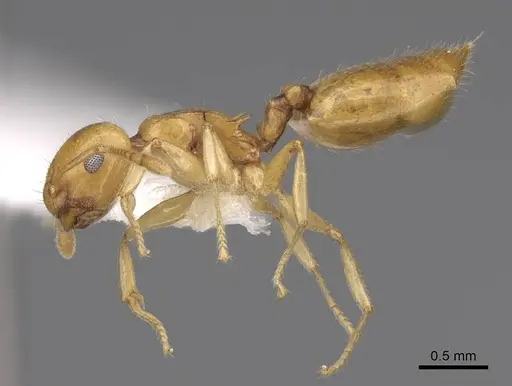 Crematogaster maina specimen CASENT0922635 image casent0922635_3