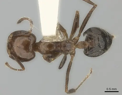 Crematogaster major specimen CASENT0217848 image casent0217848_1