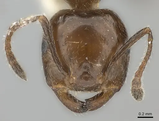 Crematogaster major specimen CASENT0217848 image casent0217848_2