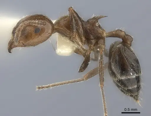 Crematogaster major specimen CASENT0217848 image casent0217848_3