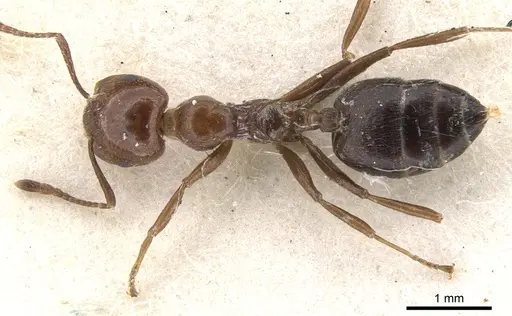 Crematogaster major specimen CASENT0902119 image casent0902119_1