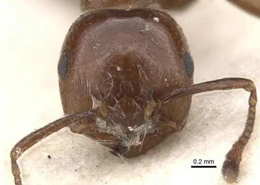 Crematogaster major specimen CASENT0902119 image casent0902119_2
