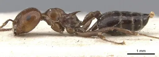Crematogaster major specimen CASENT0902119 image casent0902119_3