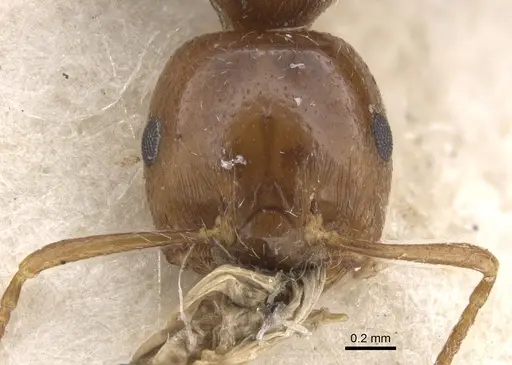Crematogaster major specimen CASENT0902120 image casent0902120_2