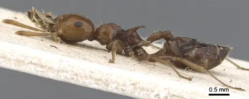Crematogaster major specimen CASENT0902120 image casent0902120_3