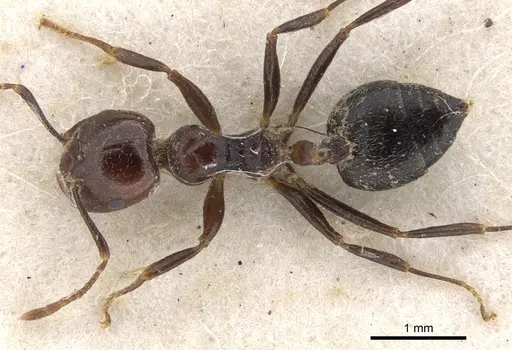 Crematogaster major specimen CASENT0902121 image casent0902121_1