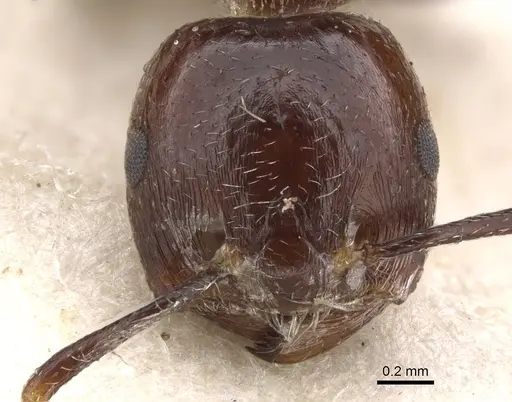 Crematogaster major specimen CASENT0902121 image casent0902121_2