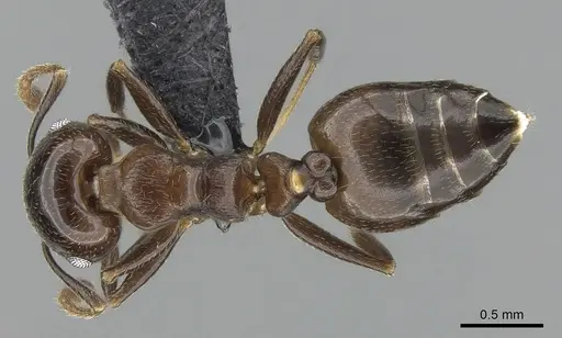 Crematogaster malahelo specimen CASENT0317768 image casent0317768_1