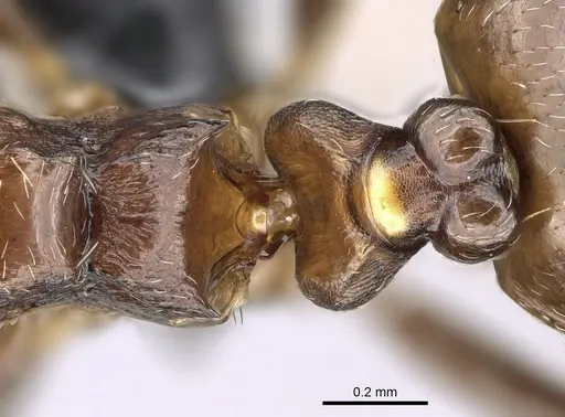 Crematogaster malahelo specimen CASENT0317768 image casent0317768_2