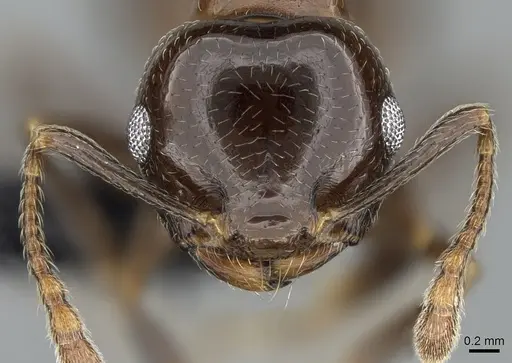 Crematogaster malahelo specimen CASENT0317768 image casent0317768_3