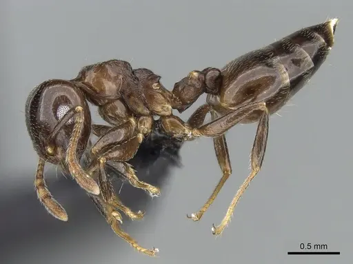 Crematogaster malahelo specimen CASENT0317768 image casent0317768_4