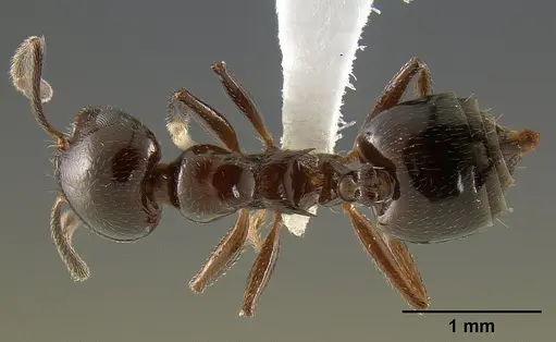 Crematogaster malala specimen CASENT0127524 image casent0127524_1