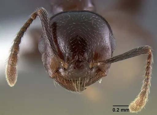 Crematogaster malala specimen CASENT0127524 image casent0127524_2
