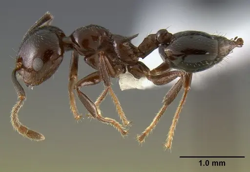 Crematogaster malala specimen CASENT0127524 image casent0127524_3