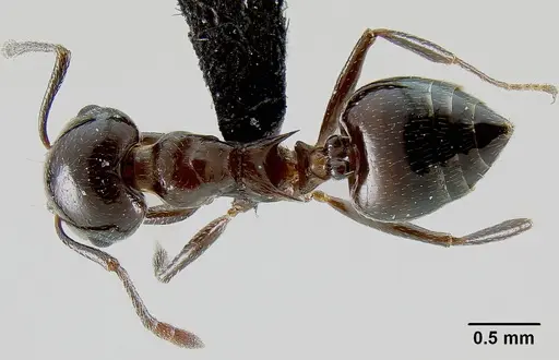 Crematogaster malala specimen CASENT0140925 image casent0140925_1