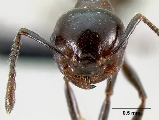 Crematogaster malala specimen CASENT0140925 image casent0140925_2