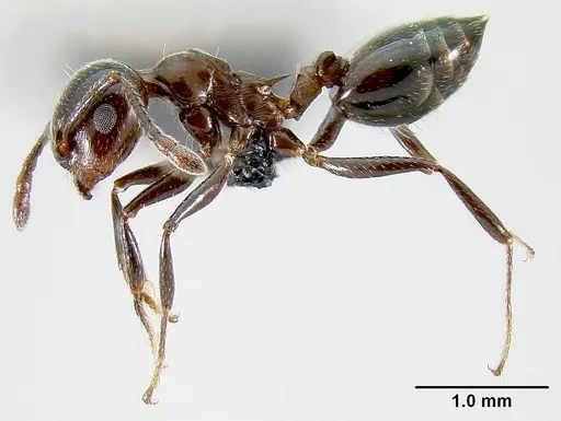 Crematogaster malala specimen CASENT0140925 image casent0140925_3