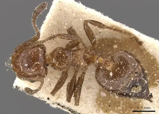 Crematogaster mancocapaci specimen CASENT0908396 image casent0908396_1