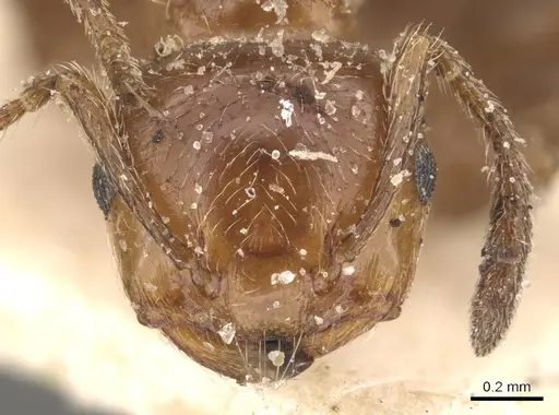 Crematogaster mancocapaci specimen CASENT0908396 image casent0908396_2