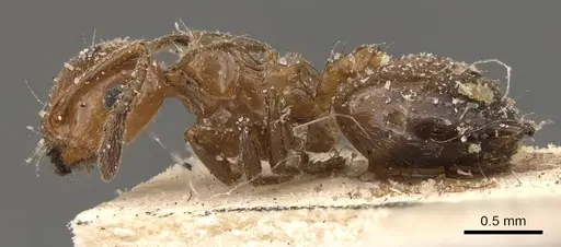 Crematogaster mancocapaci specimen CASENT0908396 image casent0908396_3