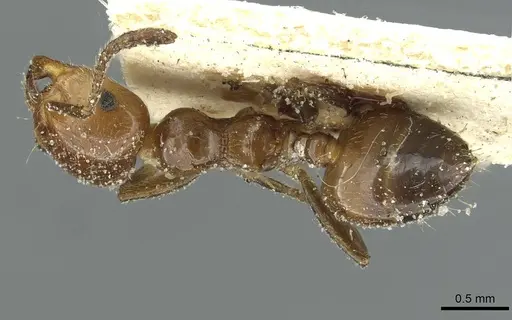 Crematogaster mancocapaci specimen CASENT0912756 image casent0912756_1