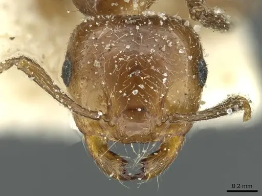 Crematogaster mancocapaci specimen CASENT0912756 image casent0912756_2