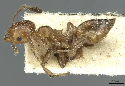 Crematogaster mancocapaci specimen CASENT0912756 image casent0912756_3