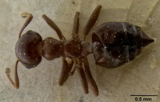 Crematogaster margaritae specimen CASENT0193627 image casent0193627_1