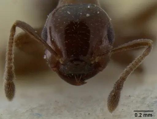 Crematogaster margaritae specimen CASENT0193627 image casent0193627_2