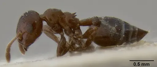 Crematogaster margaritae specimen CASENT0193627 image casent0193627_3