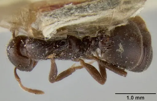 Crematogaster margaritae specimen CASENT0193629 image casent0193629_1