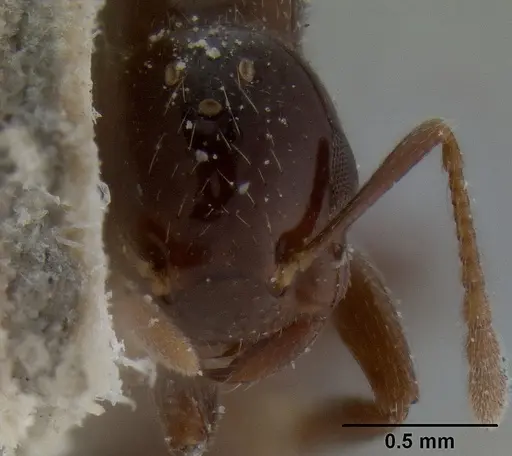 Crematogaster margaritae specimen CASENT0193629 image casent0193629_2