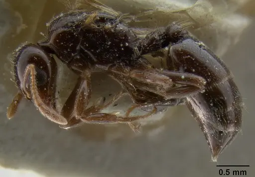 Crematogaster margaritae specimen CASENT0193629 image casent0193629_3