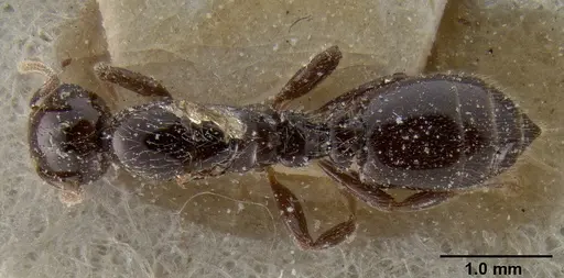 Crematogaster margaritae specimen CASENT0193638 image casent0193638_1