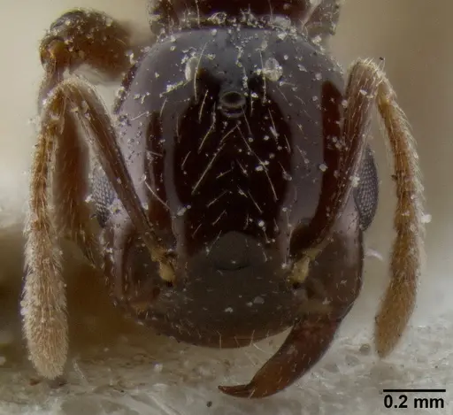Crematogaster margaritae specimen CASENT0193638 image casent0193638_2