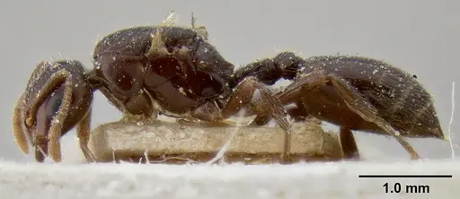 Crematogaster margaritae specimen CASENT0193638 image casent0193638_3
