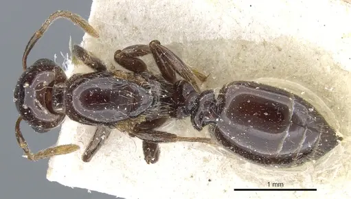 Crematogaster margaritae specimen CASENT0904486 image casent0904486_1