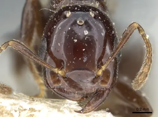 Crematogaster margaritae specimen CASENT0904486 image casent0904486_2