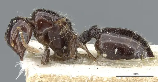 Crematogaster margaritae specimen CASENT0904486 image casent0904486_3