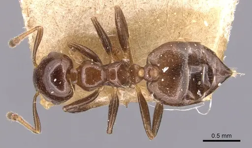 Crematogaster margaritae specimen CASENT0904506 image casent0904506_1