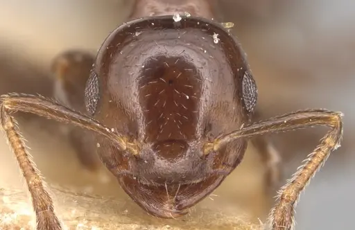 Crematogaster margaritae specimen CASENT0904506 image casent0904506_2