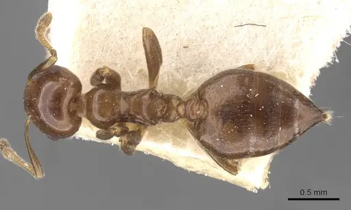 Crematogaster margaritae specimen CASENT0908556 image casent0908556_1