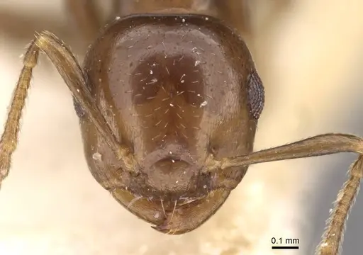 Crematogaster margaritae specimen CASENT0908556 image casent0908556_2